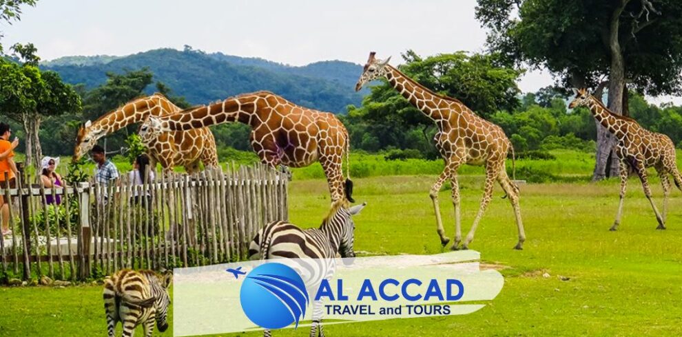 Calauit Safari Tour Al Accad Travel And Tours