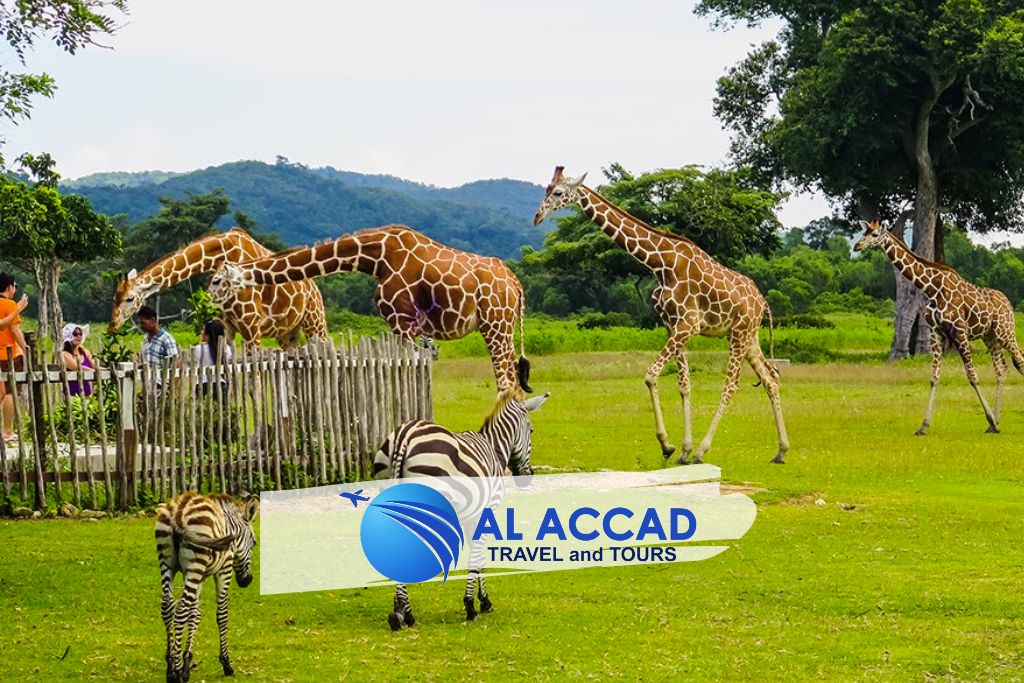 calauit-safari-tour-al-accad-travel-and-tours